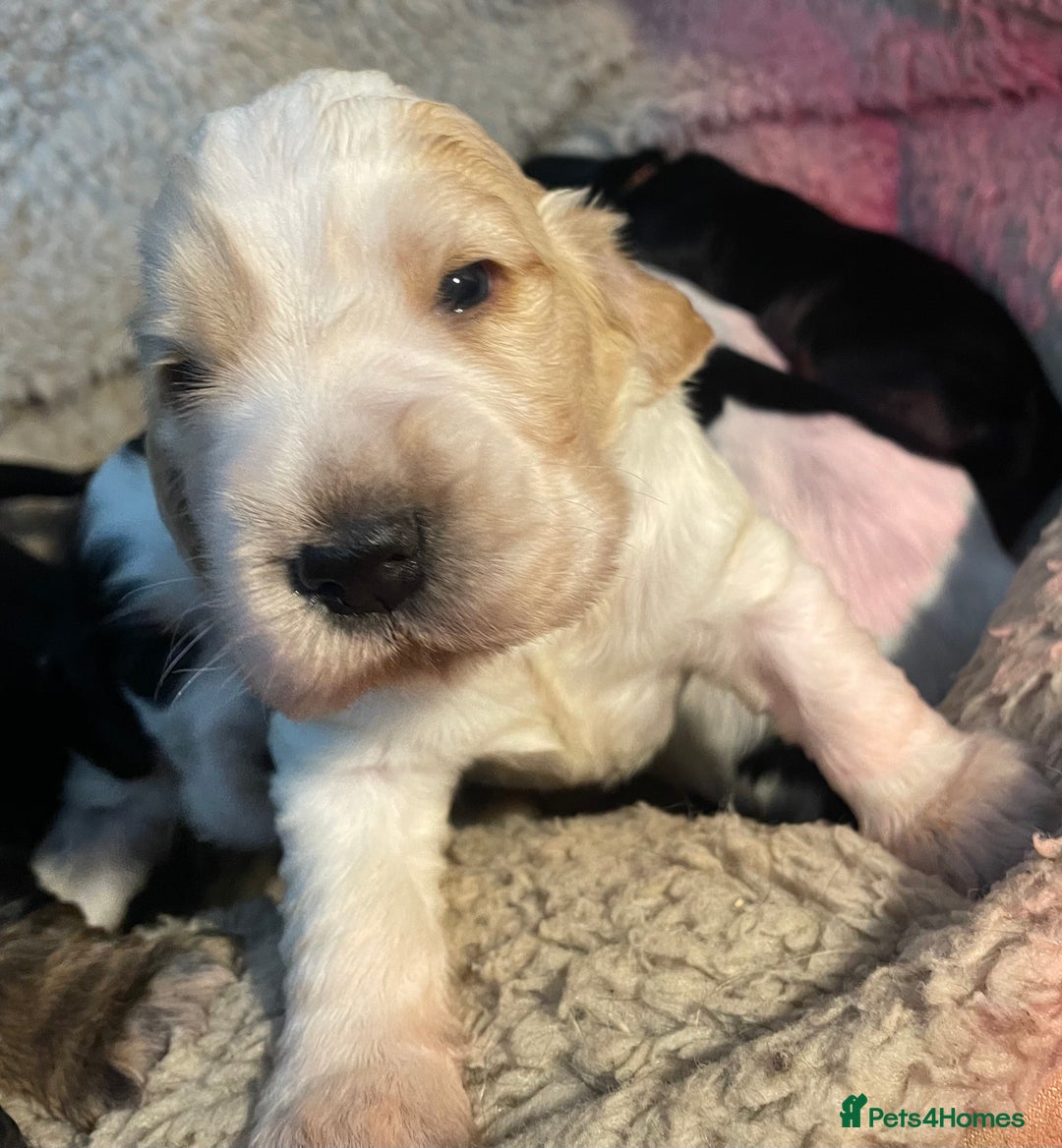 Cocker Spaniel dogs for sale: Cocker Spaniel - Show type - the calm type - Image 22
