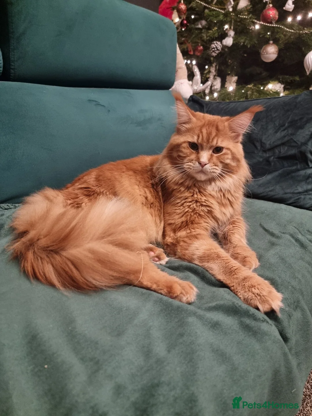 Maine Coon cats for sale: LAST TICA reg. female  - Advert 18