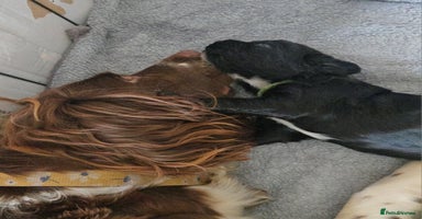 Sprocker dogs - Advert 7