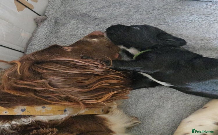 Sprocker dogs - Advert 8