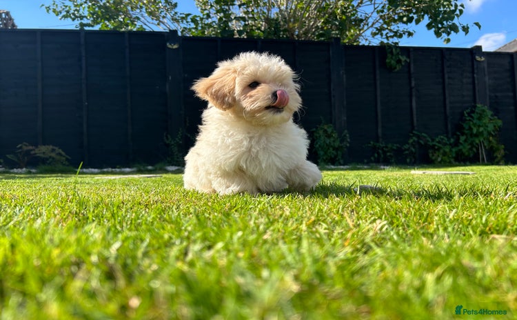 Maltipoo dogs - Advert 1