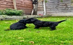 Bedlington Terrier dogs for sale: Stunning Bedlington Terrier puppies  - Image 12