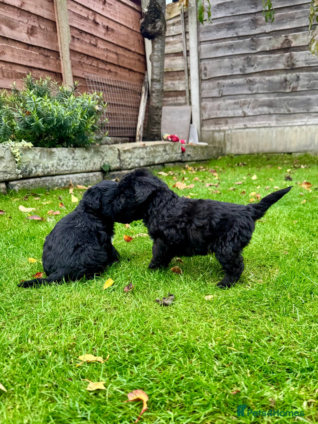 Bedlington Terrier dogs for sale: Stunning Bedlington Terrier puppies  - Image 12