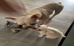 French Bulldog dogs for sale: 2 lovely French bulldog boys for sale  - Image 14