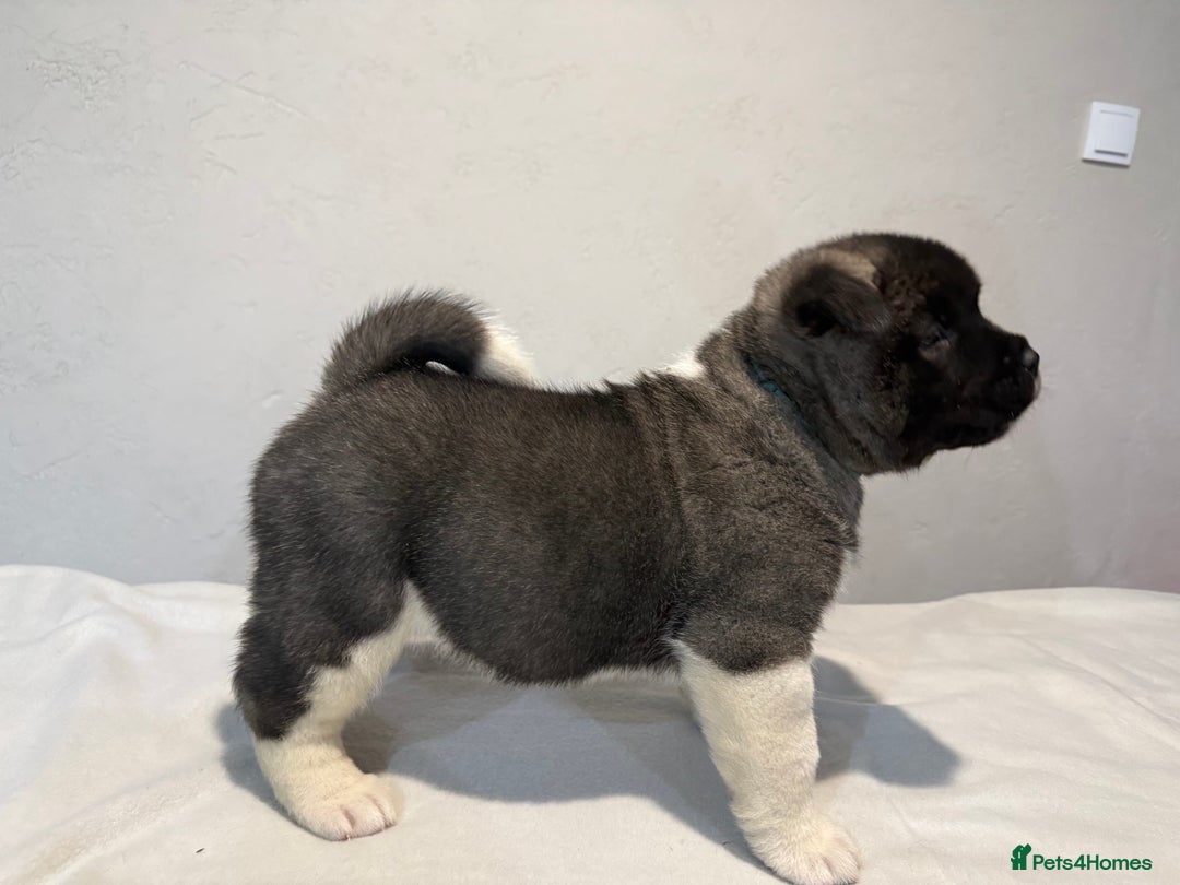 Akita dogs for sale: AMERICAN AKITA LOOKING FOR HOME - Advert 18