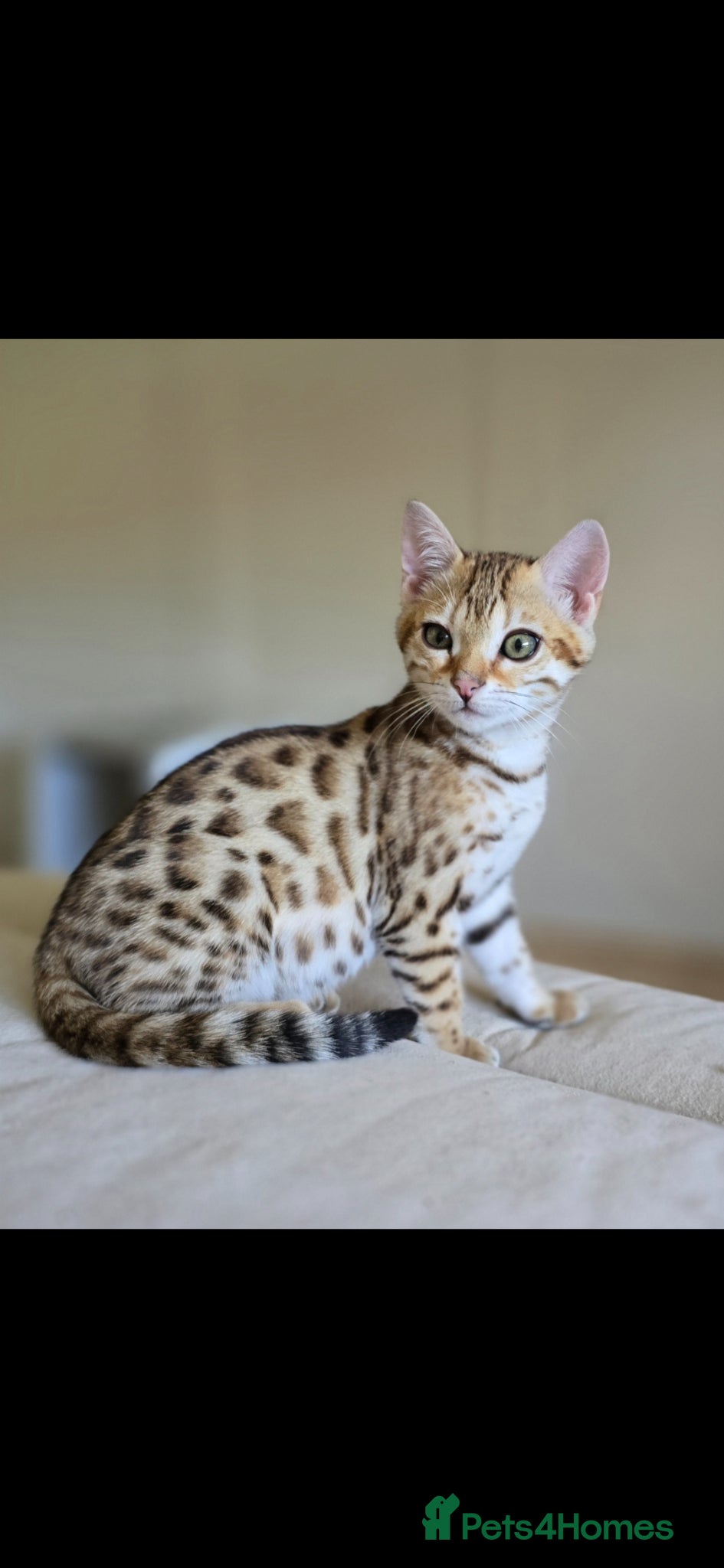 Bengal cats Ready to go Tica registered brown bengal girl  - Advert 7