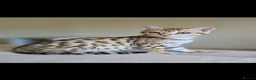 Bengal cats for sale: Tica registered brown bengal girl  - Advert 12