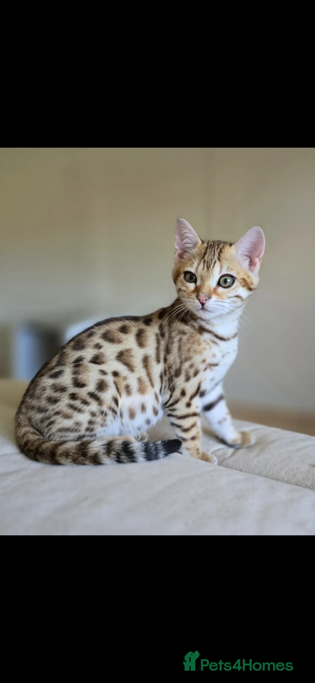 Bengal cats for sale: Tica registered brown bengal girl  - Advert 12