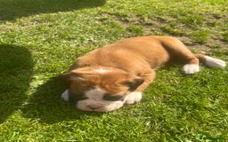 Boxer dogs for sale: Stunning Kc Boxer Puppies - Image 31