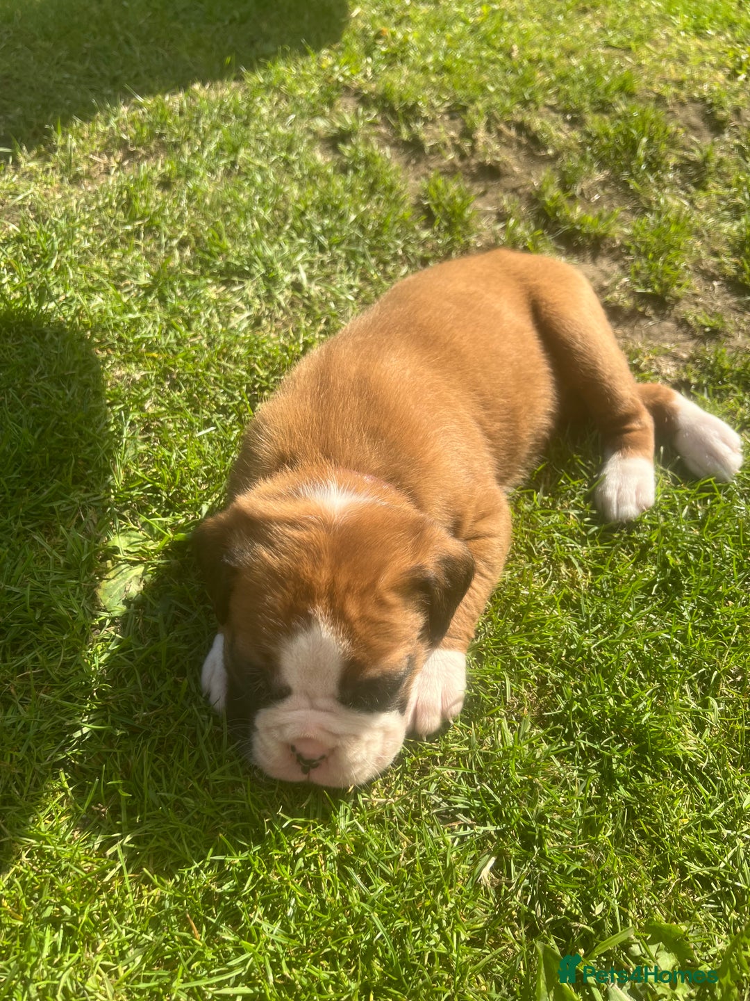 Boxer dogs for sale: Stunning Kc Boxer Puppies - Image 31