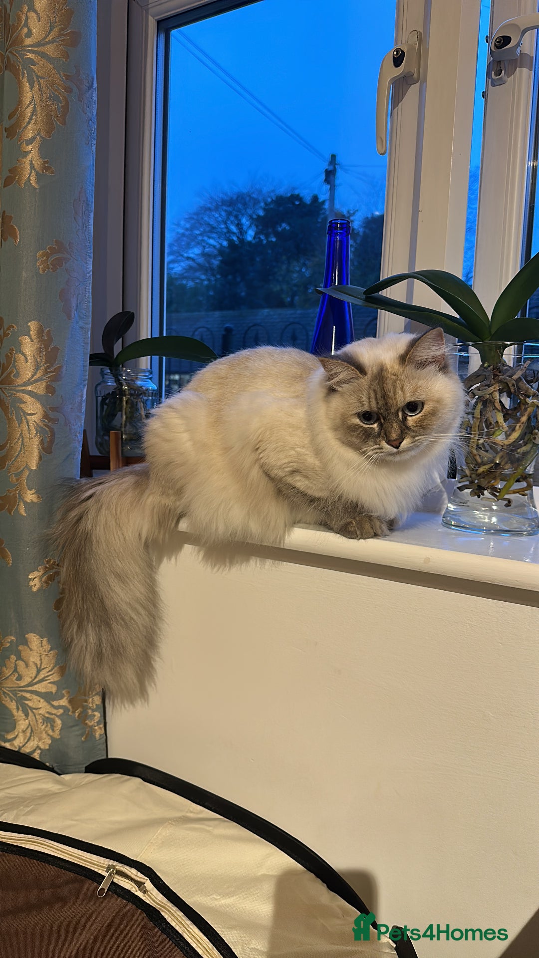 Siberian cats for sale: Neva Masquerade × Ragdoll Kittens – Hypoallergenic - Advert 2