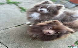 Pomeranian dogs for sale: Adorable pair of 1 year old Pomeranian boys!  - Image 12