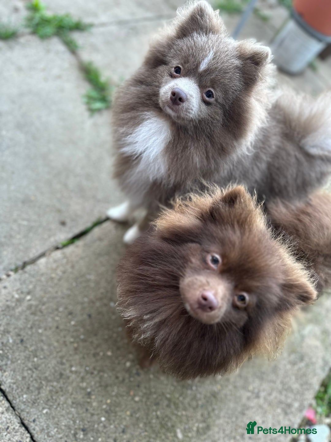 Pomeranian dogs for sale: Adorable pair of 1 year old Pomeranian boys!  - Image 12