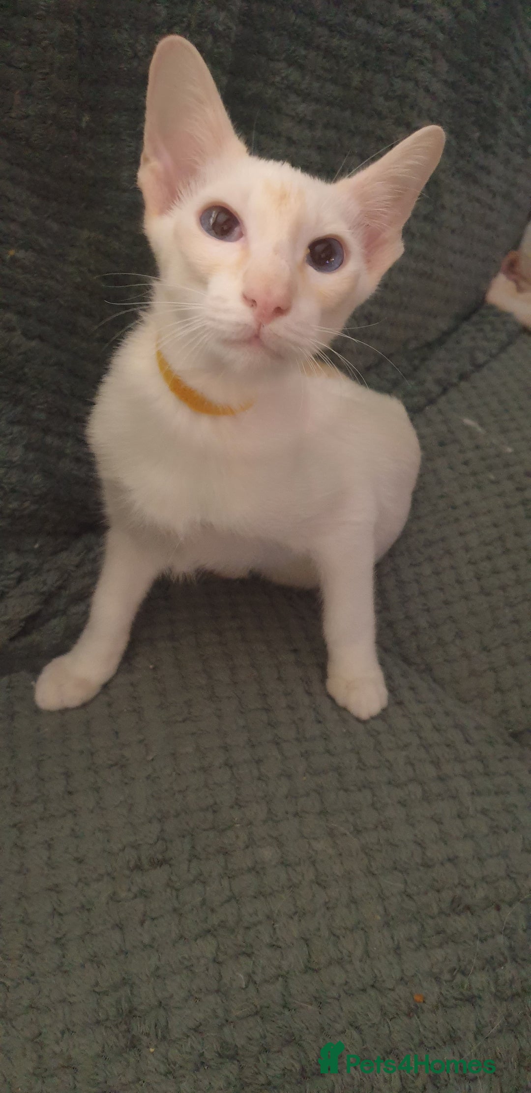 Siamese cats for sale: GCCF Traditional Red and Chocolate Point Saimese  in Darwen - Image 27