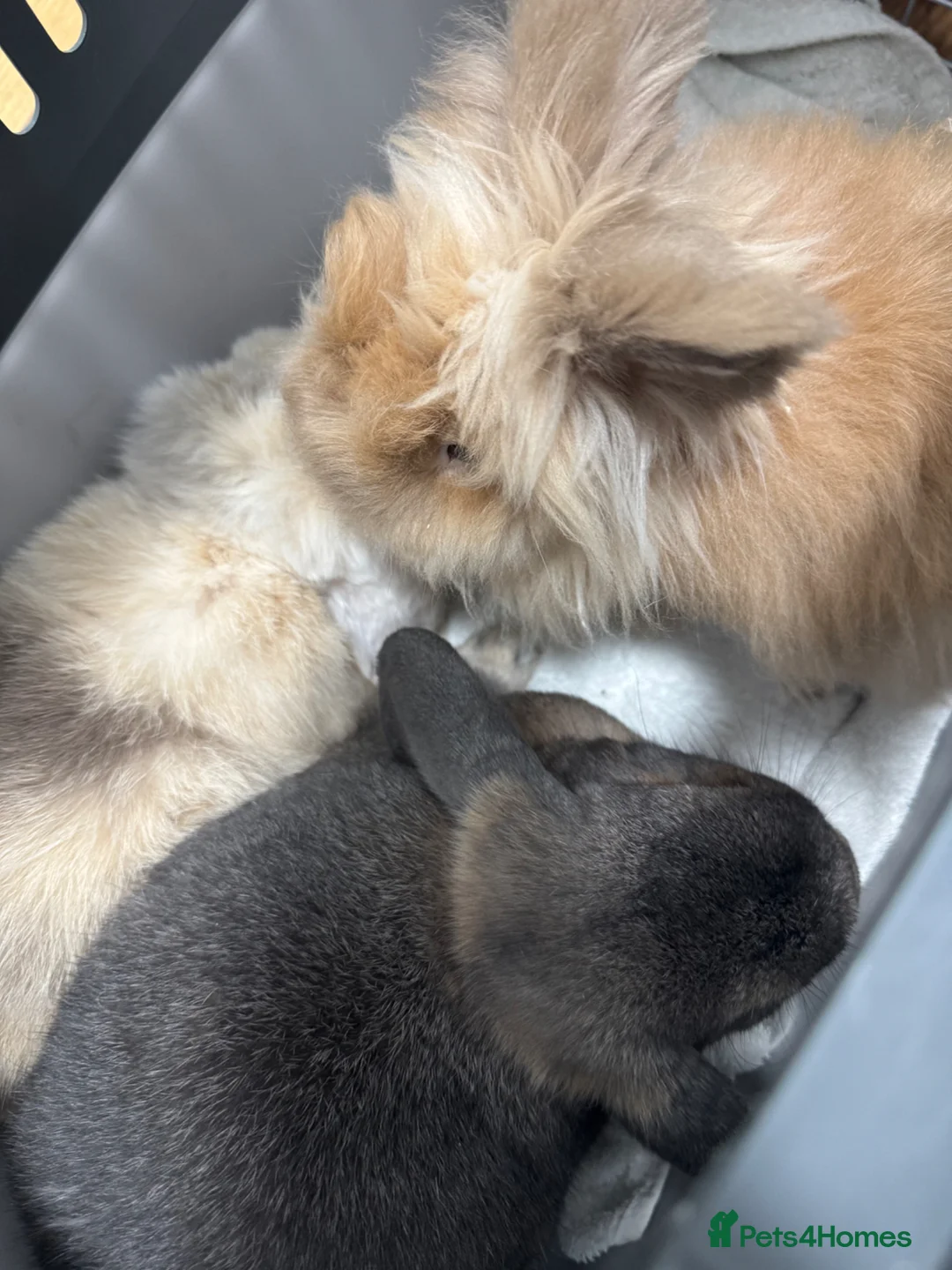 Mixed Breed rabbits for sale: 3 Bonded Rabbits, Mini lop, Lionhead and mixed in Barnstaple - Advert 3