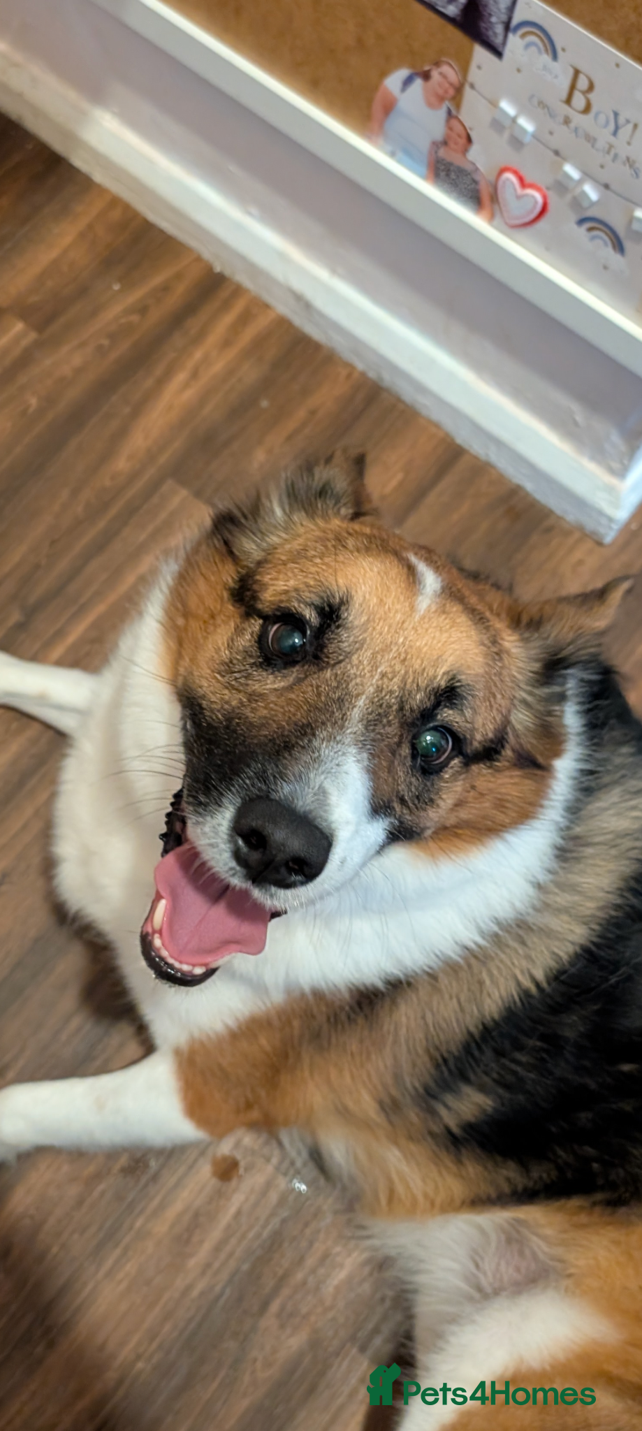 Mixed Breed dogs for sale: Roxanne (Roxie) in Stockport - Advert 1