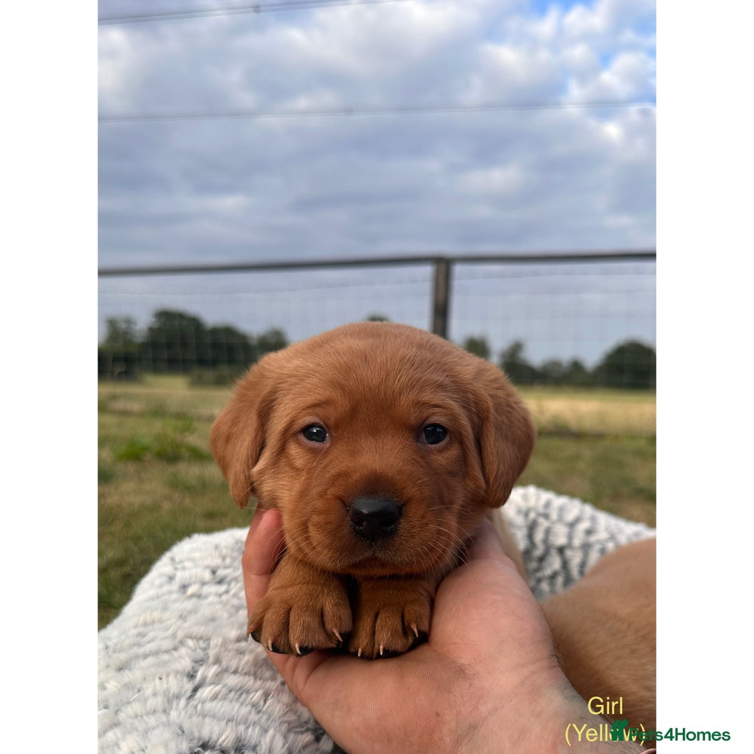 Labrador Retriever dogs for sale: Fox red Labrador puppies for sale - Image 3