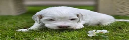 Australian Labradoodle dogs for sale: Australian Labradoodle Puppies - Advert 18