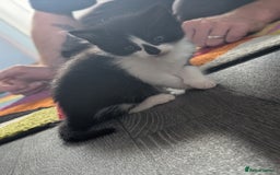 Domestic Shorthair cats for sale: Kittens for sale  - Image 6