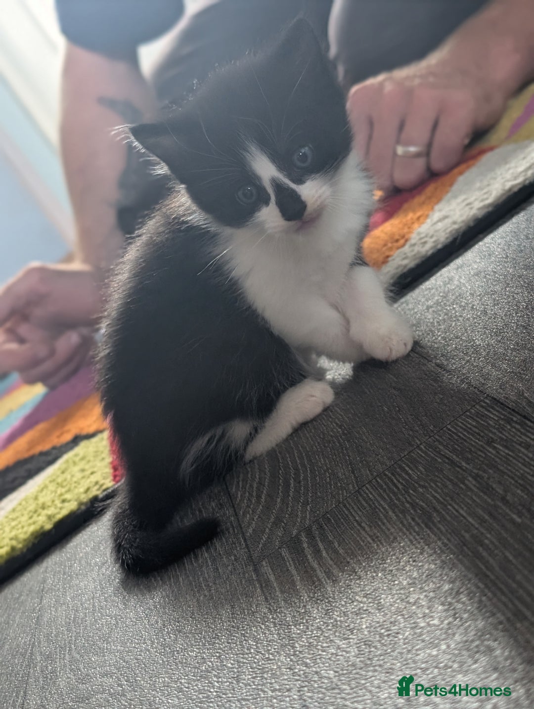 Domestic Shorthair cats for sale: Kittens for sale  - Image 6