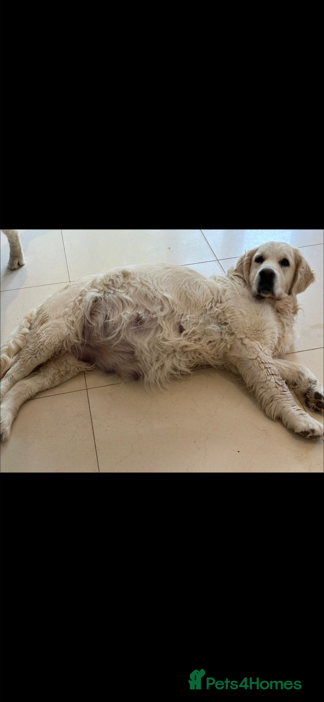 Golden Retriever dogs for sale: Health Tested Parents cream Golden Retriever Puppy - Advert 4