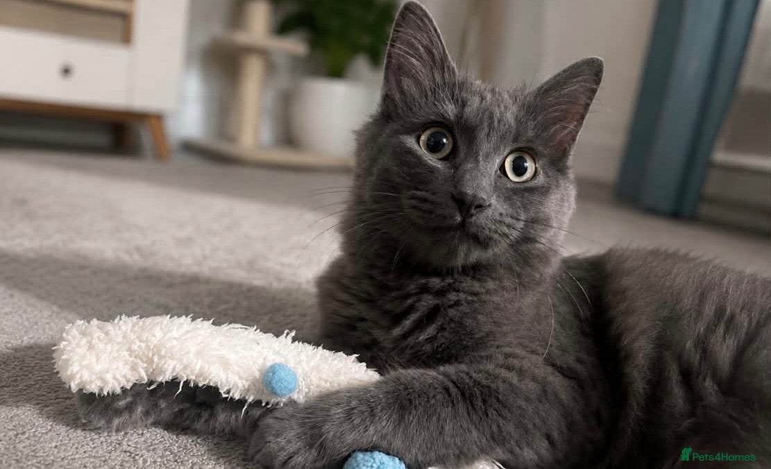 Russian Blue cats Stunning russian blue x ragdoll  - Advert 3
