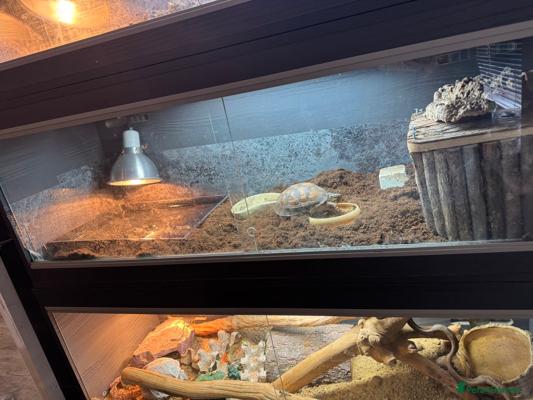 Turtle reptiles for sale: Box Turtle with setup  - Advert 3