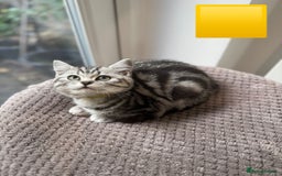 British Shorthair cats for sale: Beautiful registered British Shorthaired Kittens - Image 14
