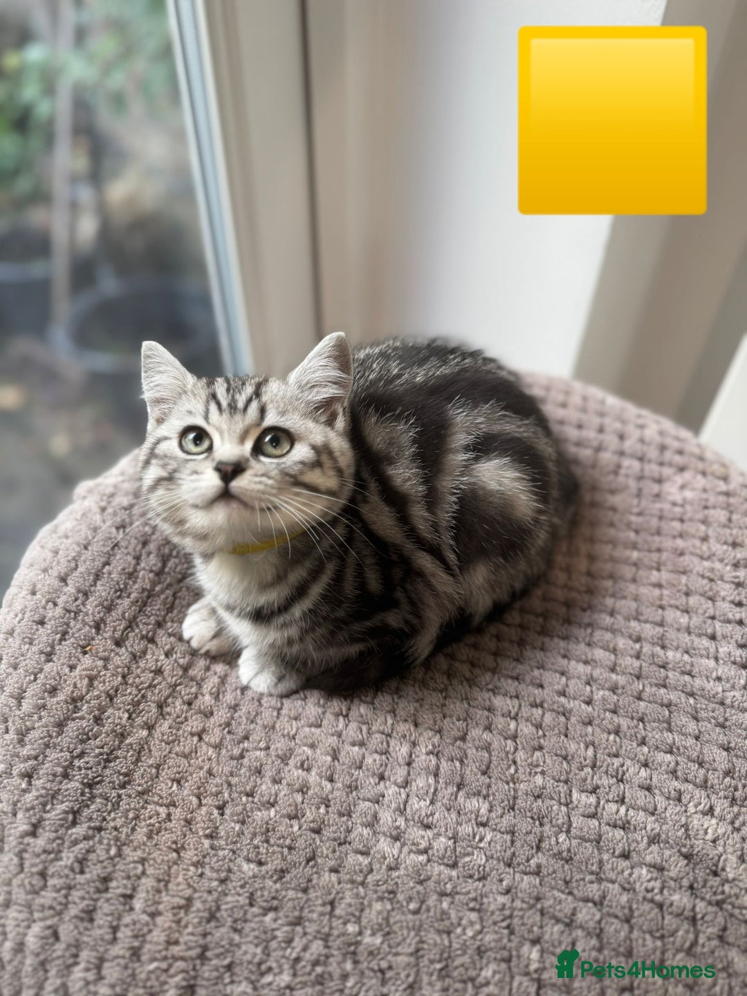 British Shorthair cats for sale: Beautiful registered British Shorthaired Kittens - Image 14