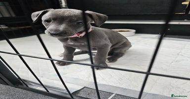Whippet dogs - Advert 5