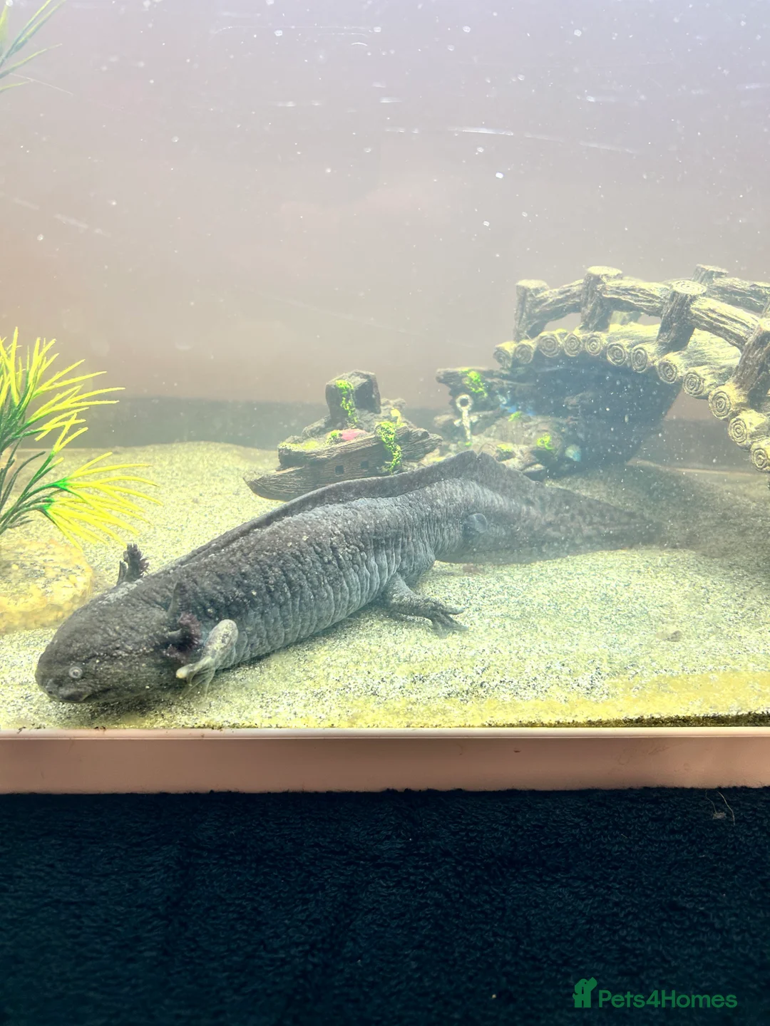 Other/Mixed Breed fish for sale: Black Speckled Axolotl  - Advert 2
