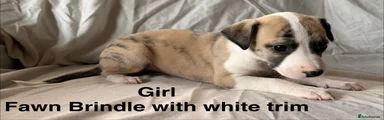 Whippet Puppy 8
