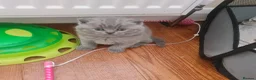 British Shorthair cats for sale: 3 male baby cat british shorthair - Advert 37