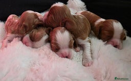 Cavalier King Charles Spaniel dogs for sale: Cavalier King Charles spaniel girl  - Image 7