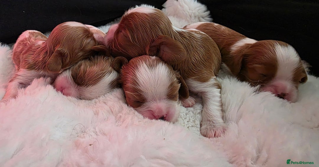 Cavalier King Charles Spaniel dogs for sale: Cavalier King Charles spaniel girl  - Image 7