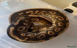 Snake reptiles for sale: Balls and boas - Image 4
