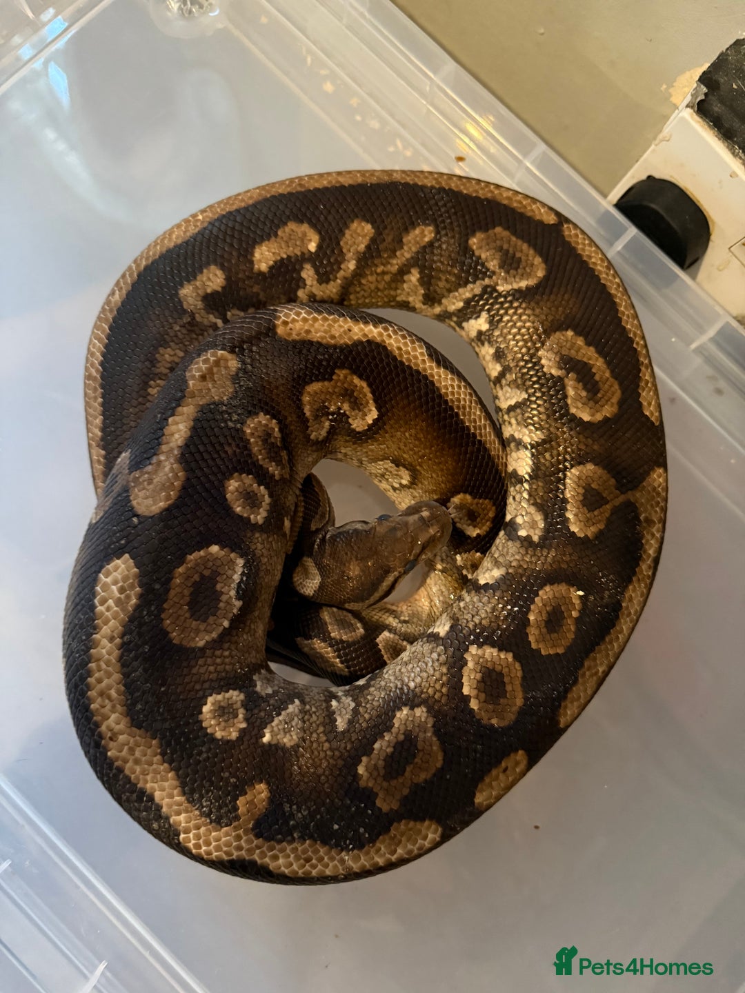 Snake reptiles for sale: Balls and boas - Image 4