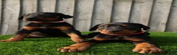 Dobermann dogs for sale: Quality European Dobermann Puppies - 2 Remaining - Advert 27