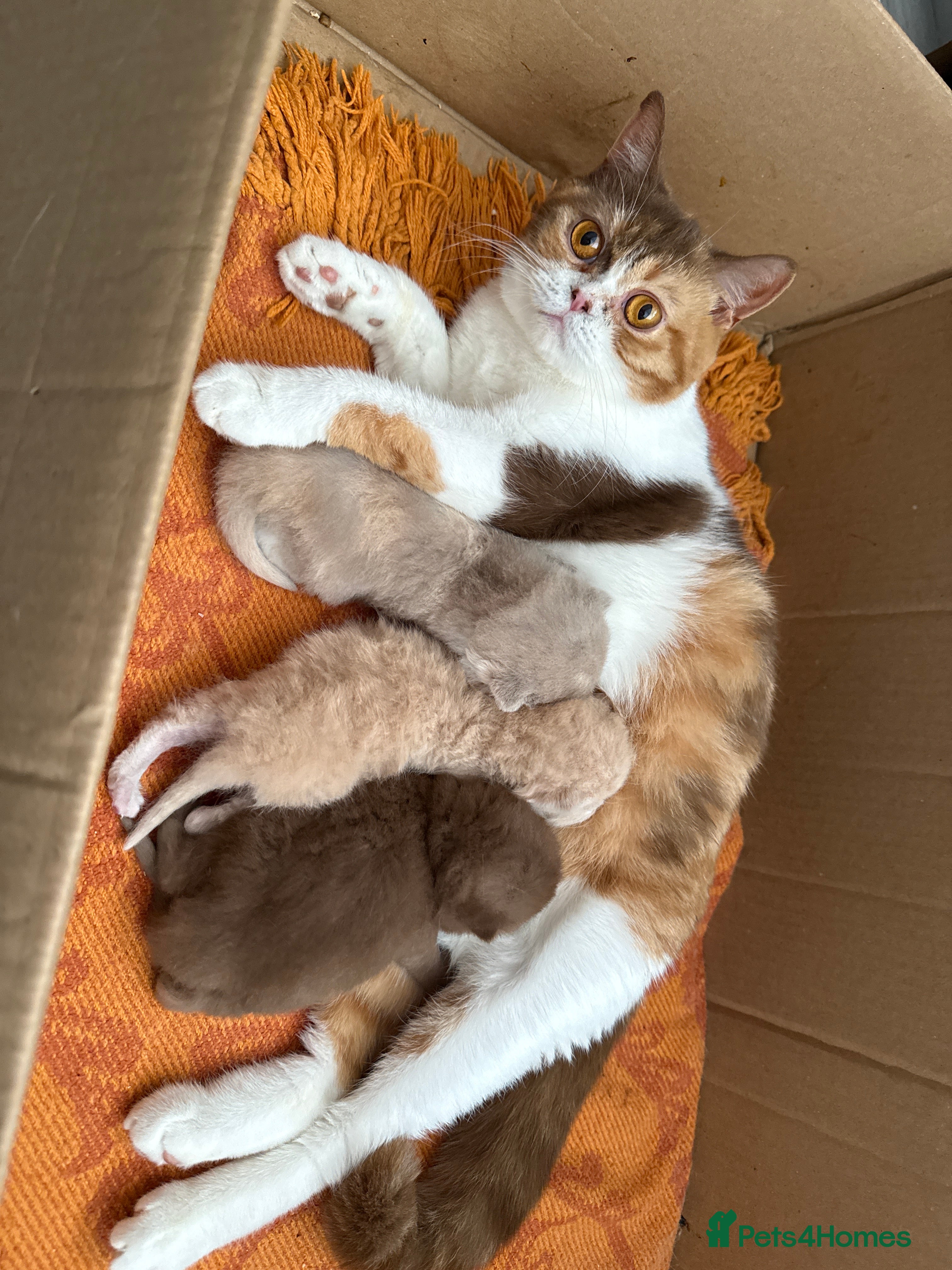 British Shorthair cats Active register unique colours BSH kittens - Advert 4