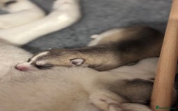 Siberian Husky dogs for sale: Beautiful Siberian Husky - Image 12
