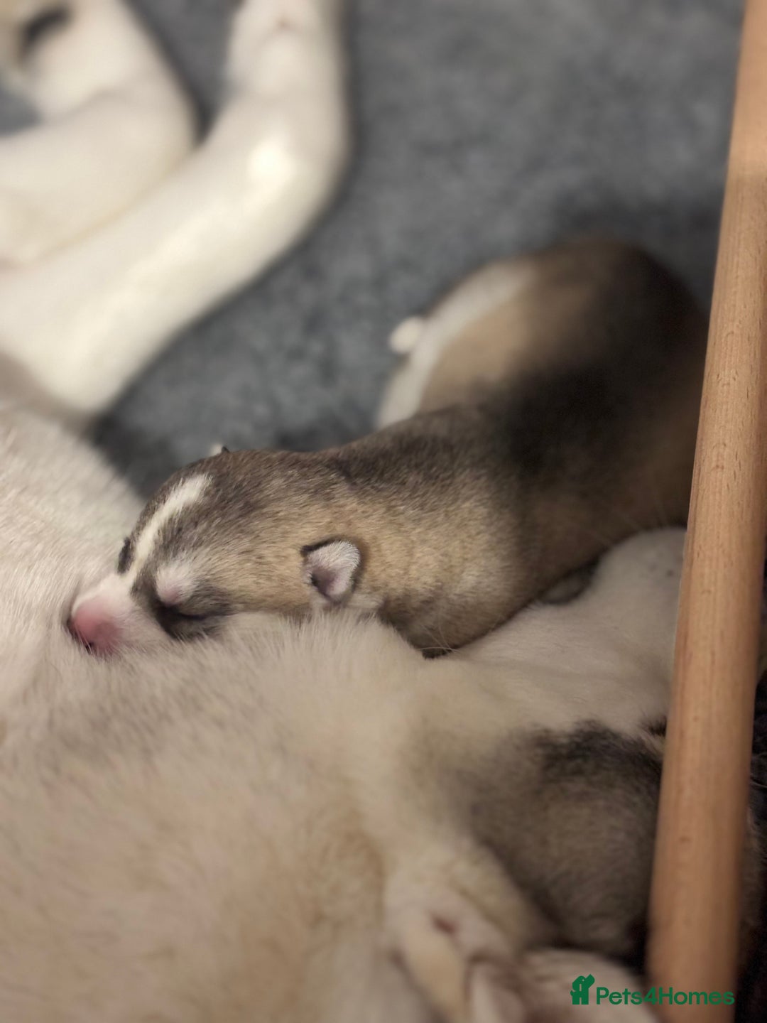 Siberian Husky dogs for sale: Beautiful Siberian Husky - Image 12