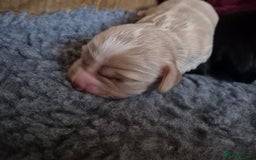 Cocker Spaniel dogs for sale: Working Cocker Spaniel Puppies  - Image 10