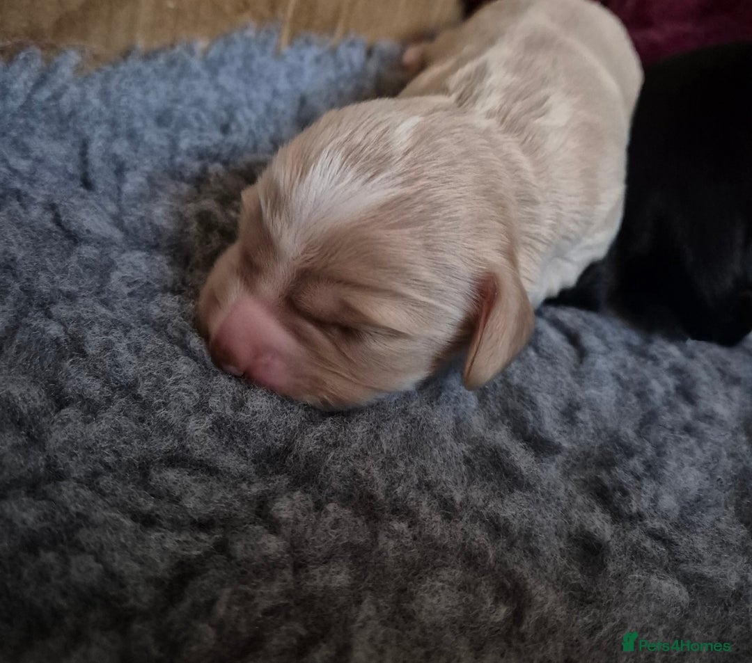 Cocker Spaniel dogs for sale: Working Cocker Spaniel Puppies  - Image 10