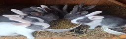 Mixed Breed rabbits for sale: Healthy, Well-Handled Confident & Friendly Rabbits - Advert 3