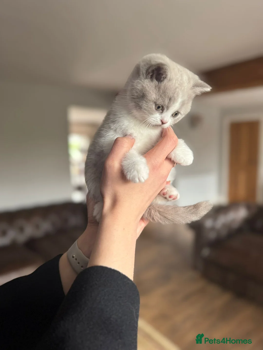 British Shorthair cats for sale: Adorable lilac bi colour boy - Advert 2