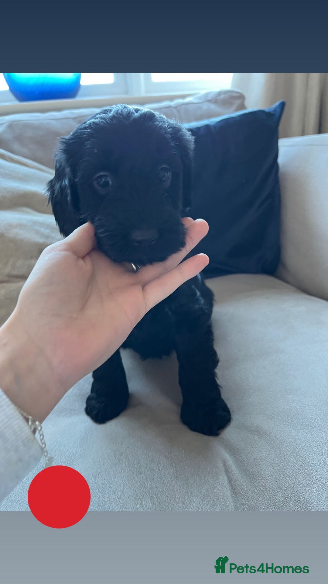 Cockapoo dogs for sale: F1b Cockapoo Puppies Last 3 Available – Ready Now. - Advert 16