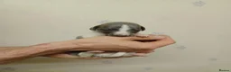 Whippet dogs for sale: RKC Whippet Puppies - Advert 21