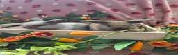 Mini Lop rabbits for sale: sooty fawn & Smoke Pearl Cashmere mini lop 8weeks - Advert 5