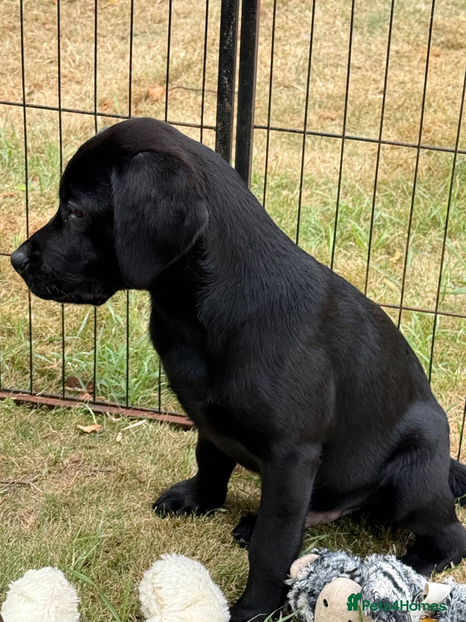 Labrador Retriever dogs New Arrivals at Westfena 🐾 Labradors  - Advert 1