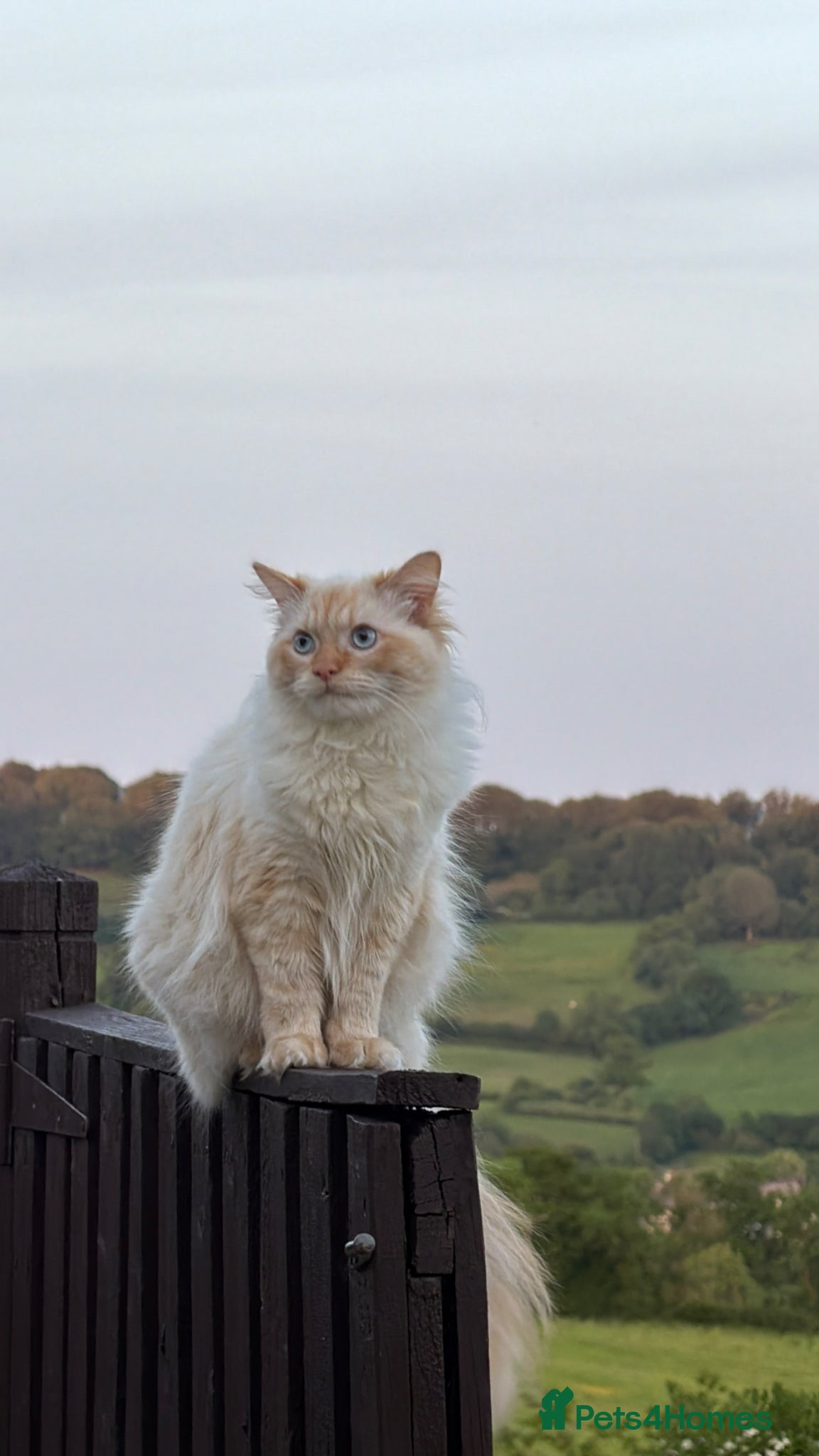 Ragdoll cats 🐾 Ragdoll Stud Cat Available – Suki - Advert 3